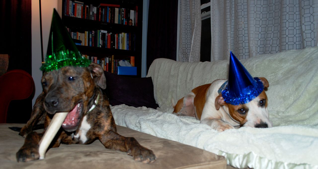 Here, Hand and Troka's dogs, Oscar and Sula, feast on birthday treats. 