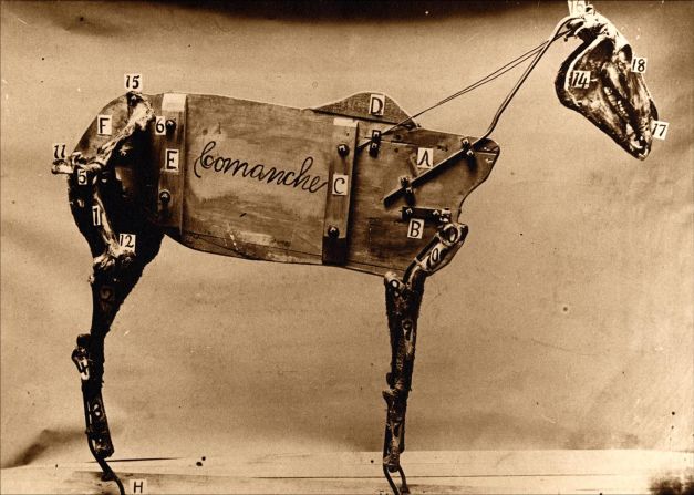 Taxidermy -- the art of stuffing animal skins for display -- actually involves very little of the creature's original parts. Pictured here is the wood and wire frame and real skull used to exhibit famous U.S. cavalry horse Comanche.