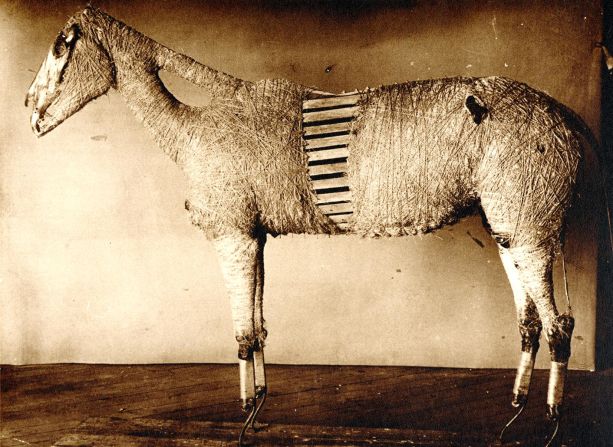 Long after his fellow combatants have turned to dust, Comanche's taxidermy body stands to attention at Kansas University's Natural History Museum. The complex process of taxidermy involved wrapping the frame in jute to recreate his shape. 