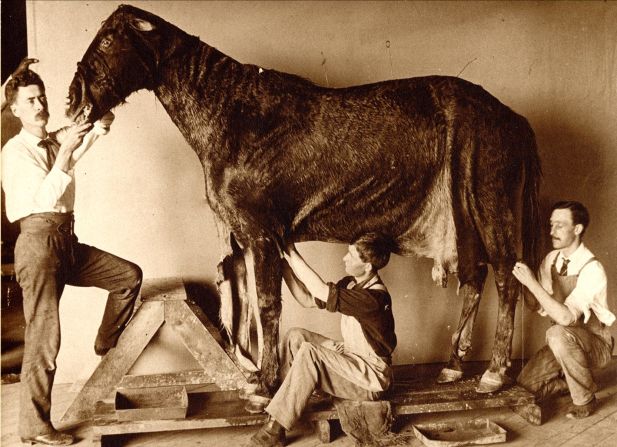 The skin was then sewed on to the frame. "Even preserved skin gets old. So if you go to these 19th century exhibitions, you see all these cracked creatures who have broken ears and the stitching coming undone. I find quite a sadness to them," said author Rachel Poliquin.