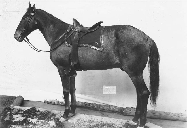 Tens of thousands of people visited Comanche when he was first exhibited at the World's Fair in Chicago in 1893. "In one sense you could say it's ghoulish, but in another you could say it's part of the human cultural machine -- preserving the past gives people some sort of gratification of a connection through time," said Krishtalka. 