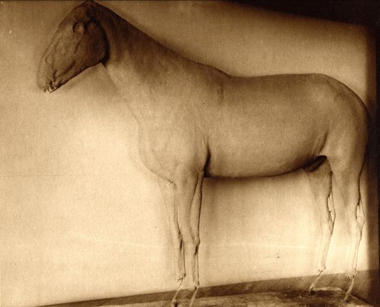 The frame was then covered in a water-based clay in preparation for the final fitting of skin. "Often, the only real parts were the skin. Which speaks volumes about our concept of representation of the individual -- at what point does the proportion of fake parts cross the credibility threshold?" said Leonard Krishtalka, director of the Biodiversity Institute at Kansas University. 