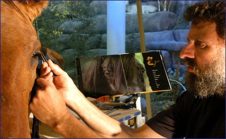 More than 100 years after his death, Comanche was beginning to look a little worse for wear. In 2005 the historic horse was given a makeover -- including new eyelashes. 