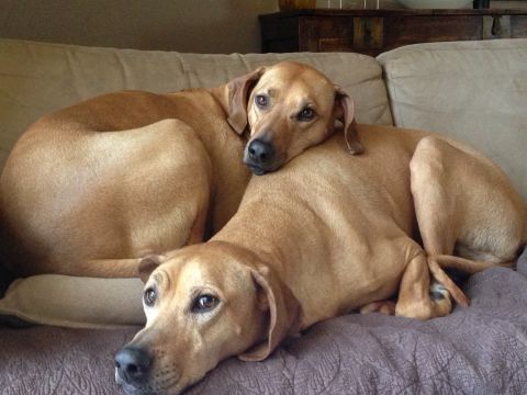 A pet psychic hired by Salt Lake City resident Hikmet Loe for her Rhodesian ridgeback Terra (bottom) said that the dog was disappointed about not going to the beach, as promised.