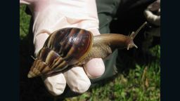 Giant African land snails can carry a human parasite called rat lungworm, which is a form of meningitis and potentially deadly.  