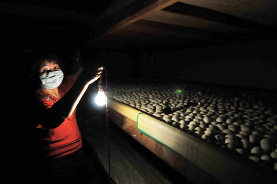 A woman uses a lamp to illuminate a batch of eggs in the hatchery of a duck farm in Zhangzhou on April 14.