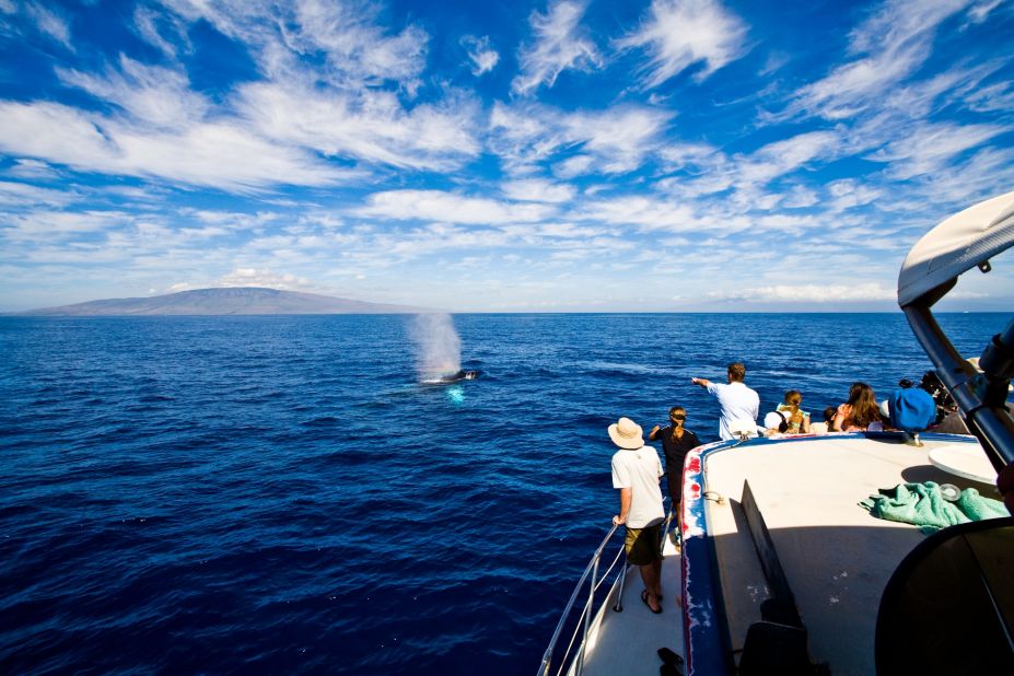 <a href="http://www.pacificwhale.org/cruises/Whale-Watch-Cruises" target="_blank" target="_blank"><strong>Pacific Whale Foundation, Kihei, Hawaii.</strong></a><strong> </strong>A range of whale watching options, including sunrise and full-moon tours, are offered by the Pacific Whale Foundation, a nonprofit research organization.