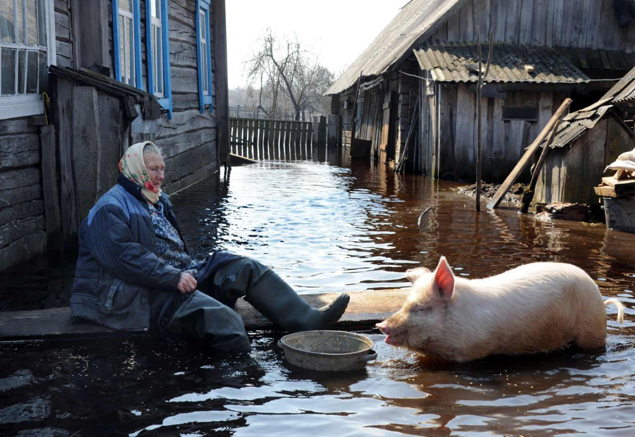 A woman feeds a pig in her yard during a flood in the Belarus village of Snyadin near the Pripyat river on April 16. 