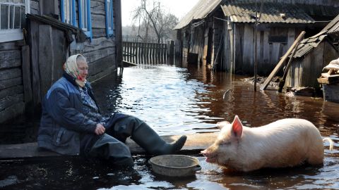 A woman feeds a pig in her yard during a flood in the Belarus village of Snyadin near the Pripyat river on April 16.
