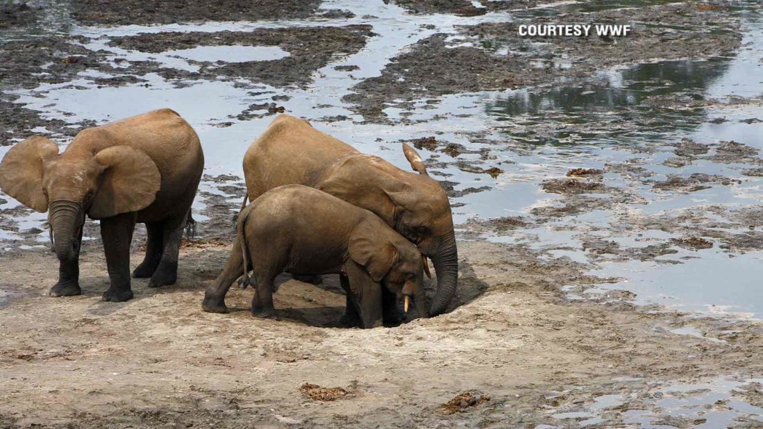 Once wide-ranging, forest elephants are now reluctant to roam because of humans encroaching on their habitats, compromising the future of this species. 