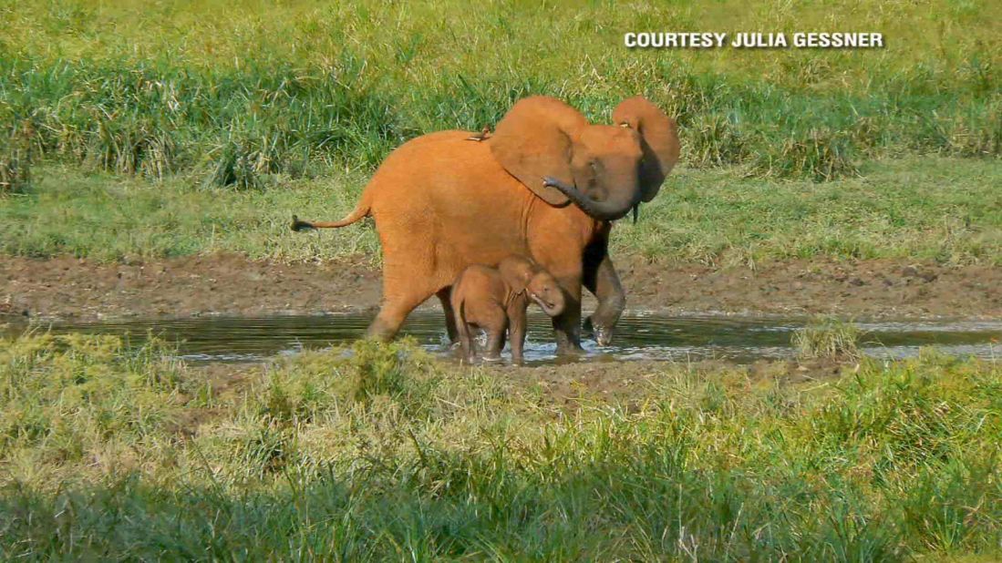Conservationists say poachers have shrunk Africa's forest elephant population by more than 60%, threatening the magnificent mammals with eventual extinction.