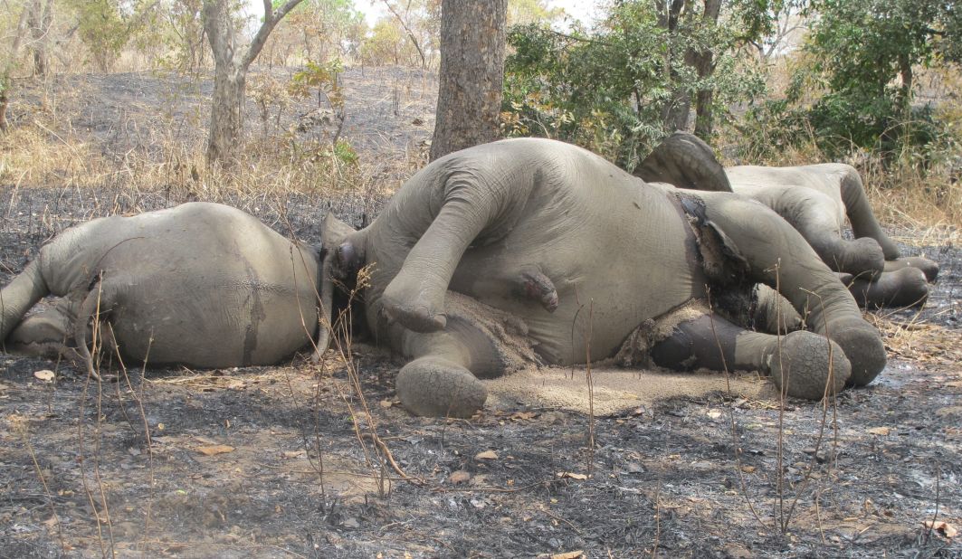 Last year, heavily-armed poachers from Sudan arrived on horseback to the Bouba Ndjida Park in northern Cameroon. They slaughtered more than 300 elephants within a matter of weeks, taking only the tusks.
