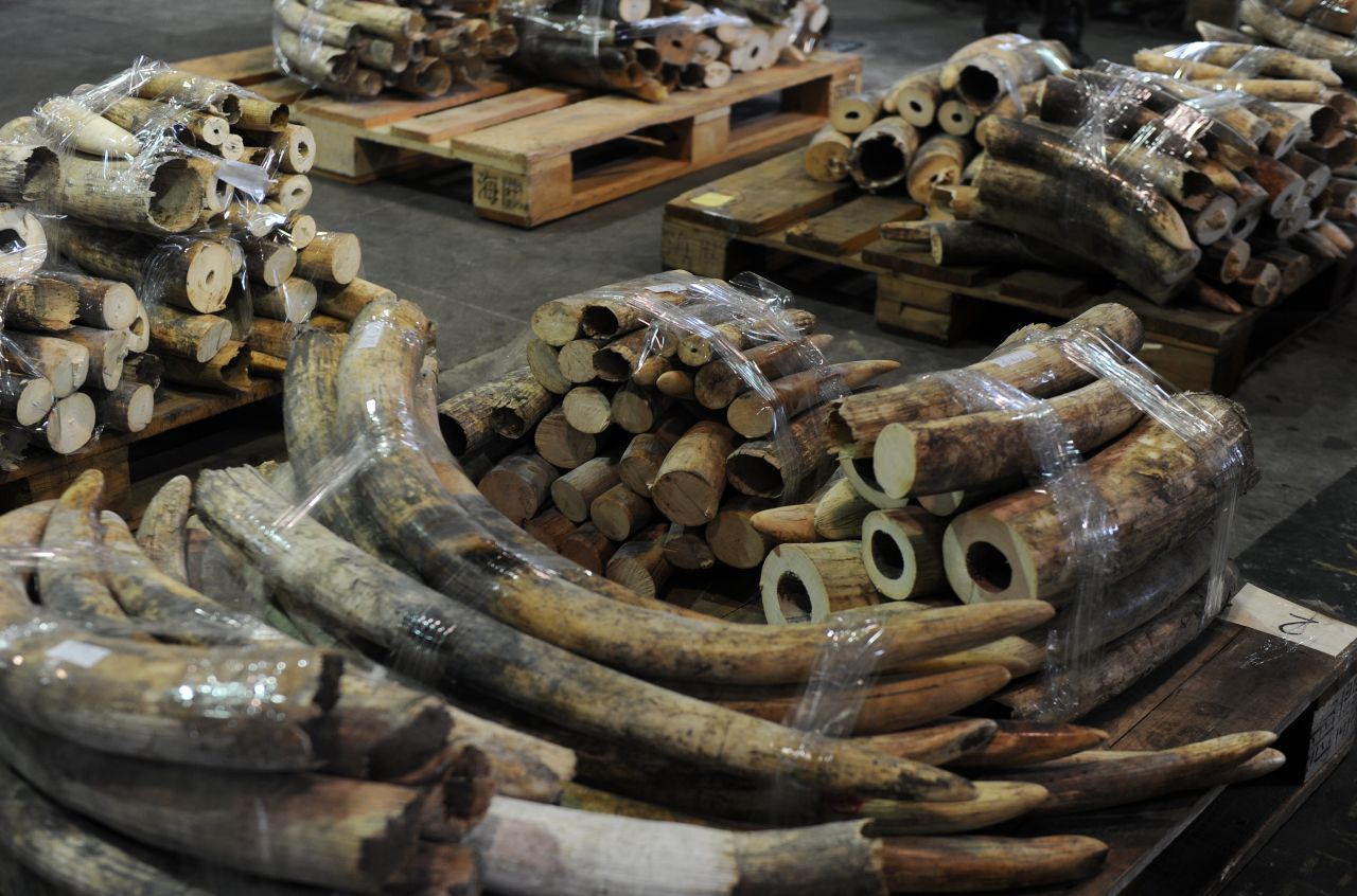 Seized ivory tusks are displayed during a Hong Kong Customs press conference on January 4, 2013. The precious commodity is selling for hundreds, even thousands of dollars per kilogram on the black market. 