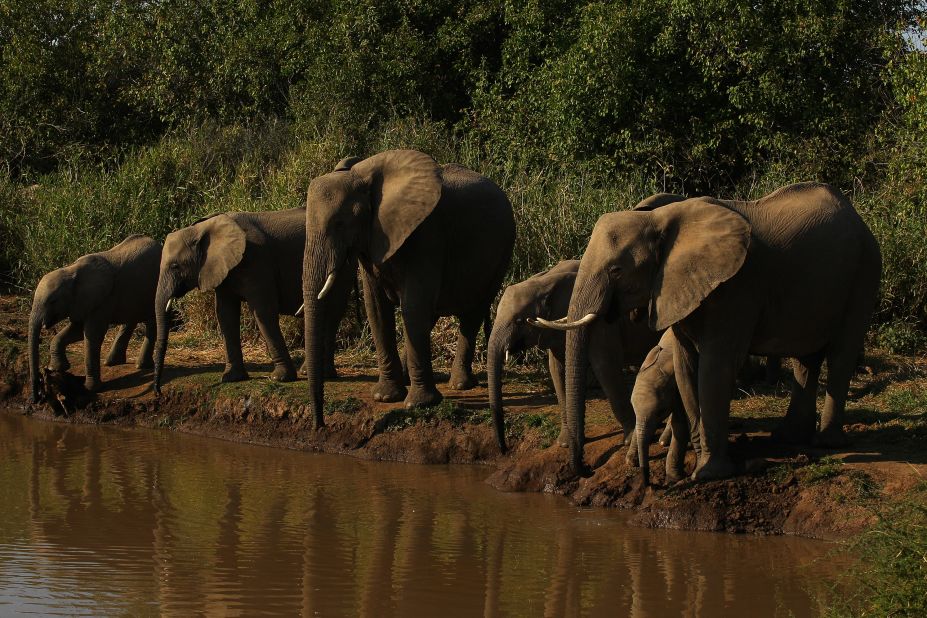 "The number of elephants in the national park of Lobeke has not reached a critical stage," says Nzooh. "I am certain that if significant efforts are put in place the elephants will survive. Those efforts must be made on different levels, on site level, on an international level and on a national level."