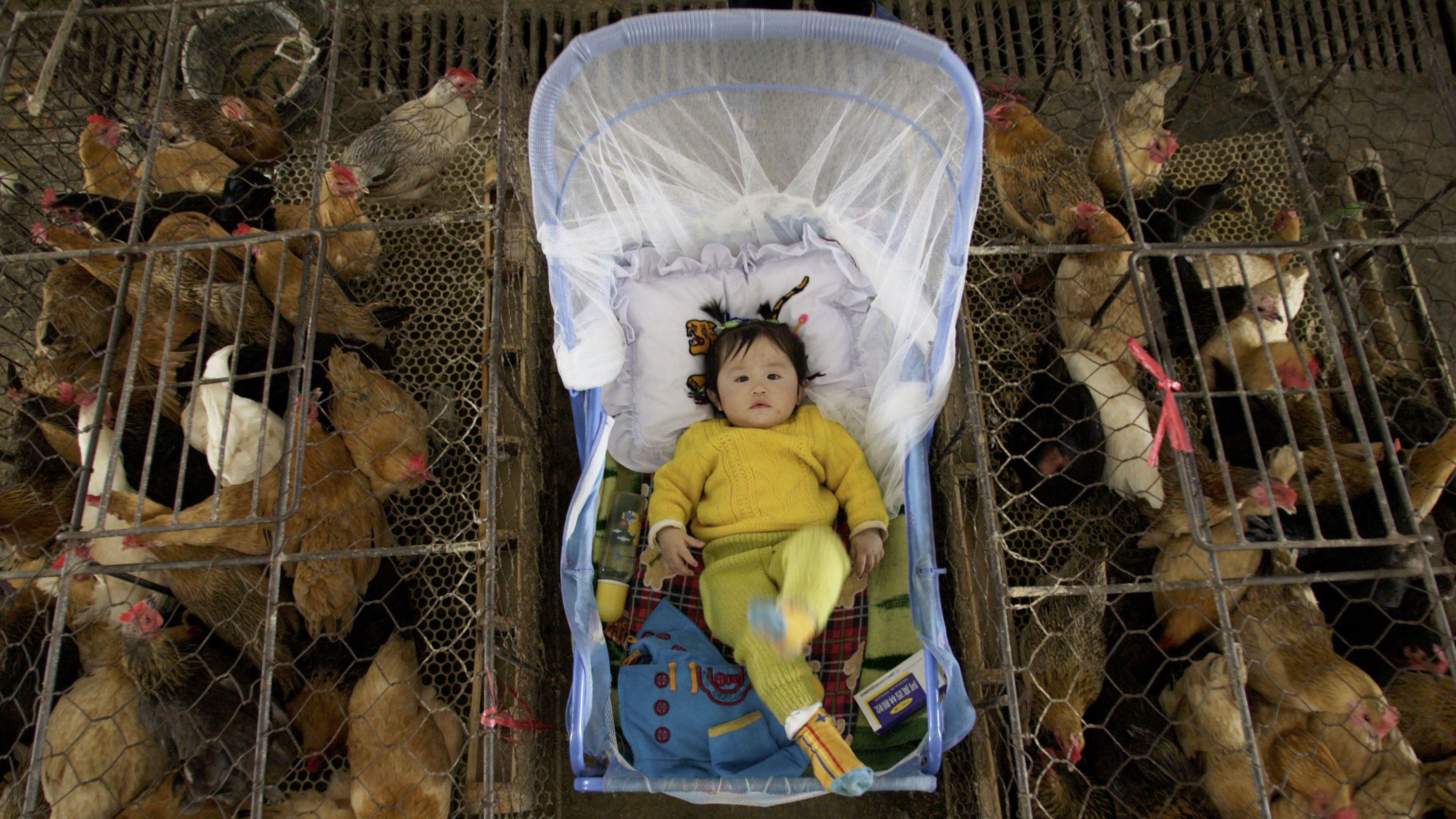 A vendor's child is placed between poultry cages in Wuhan, China, in this file picture.