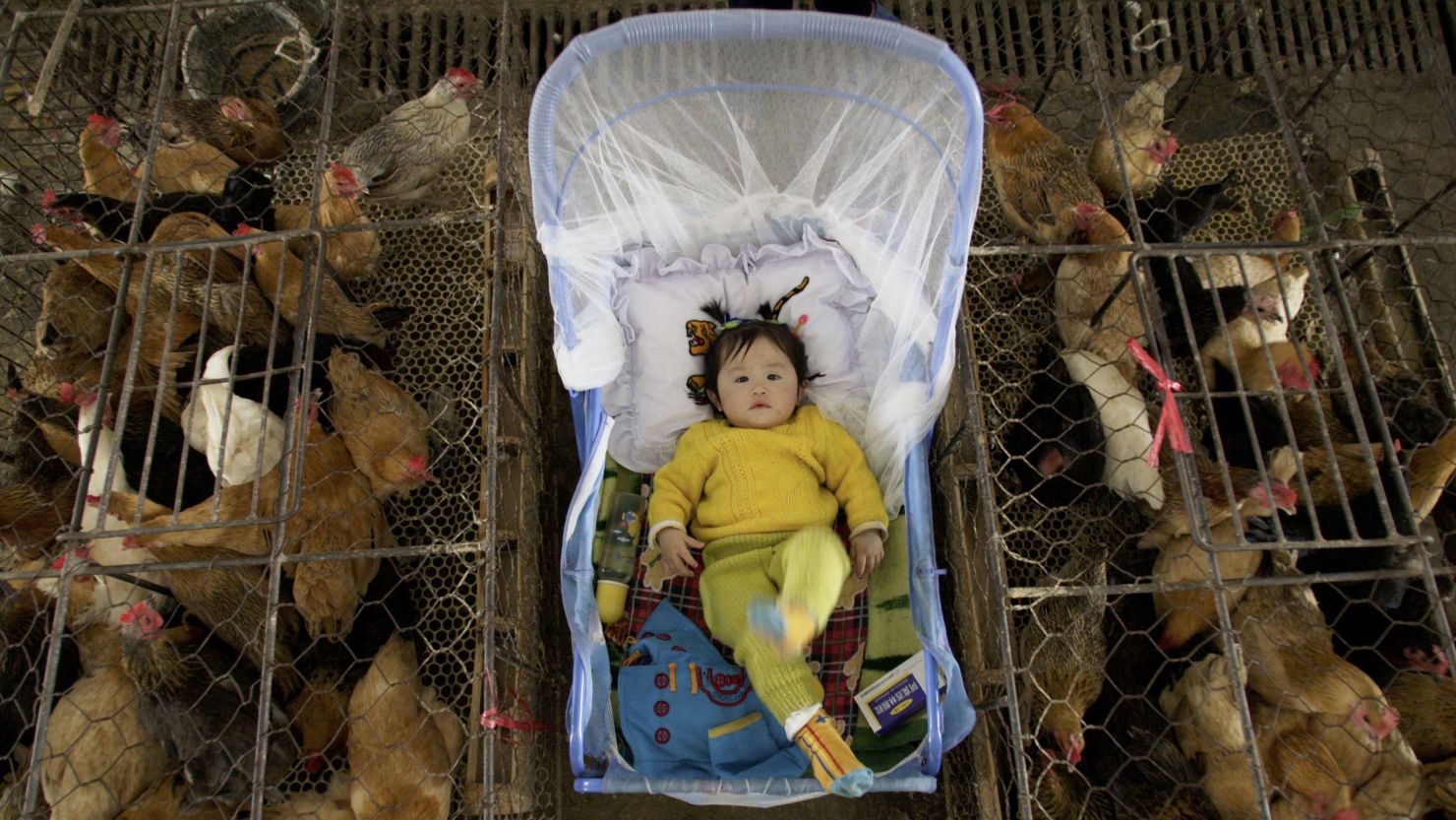 A vendor's child is placed between poultry cages in Wuhan, China, in this file picture 
