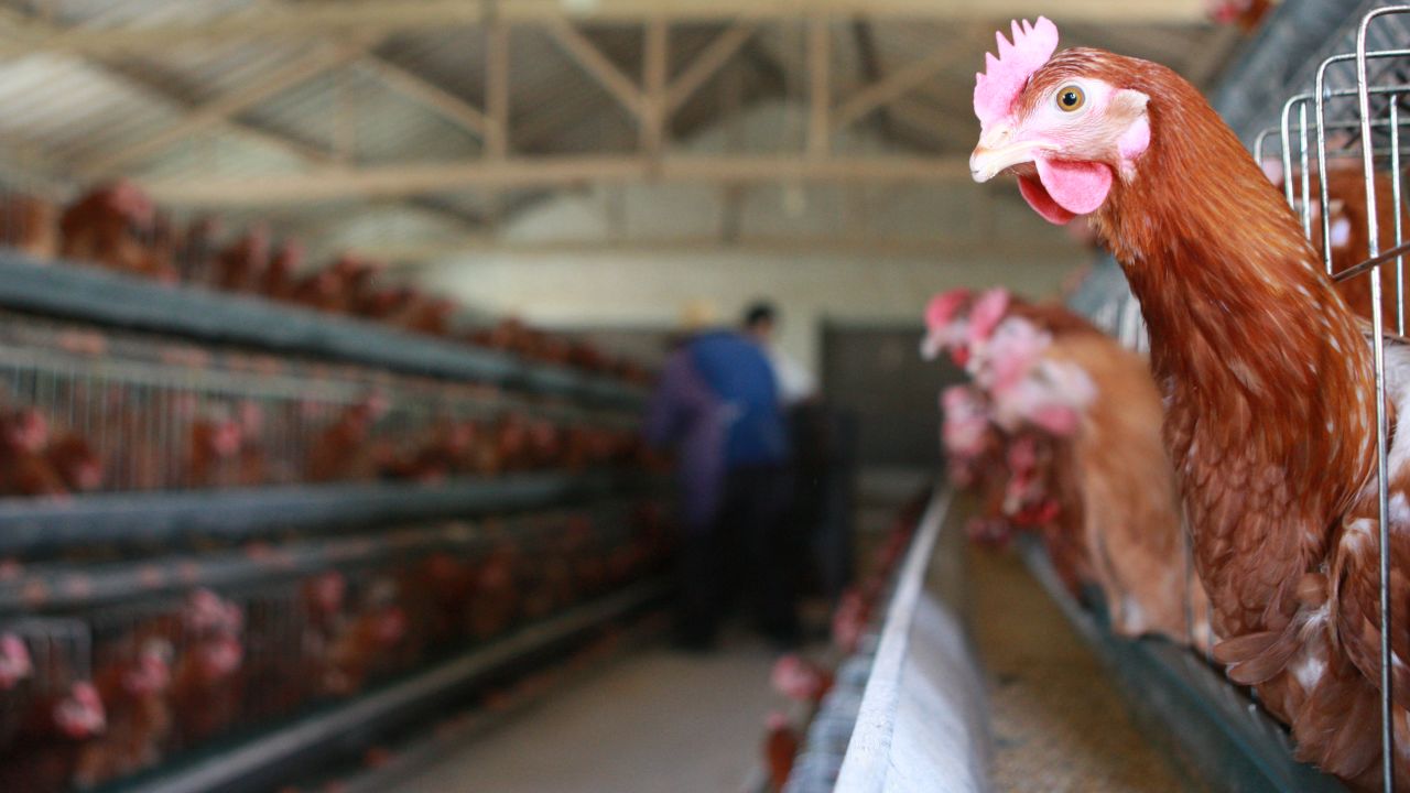 Chickens roost at a Chinese poultry farm in April this year.
