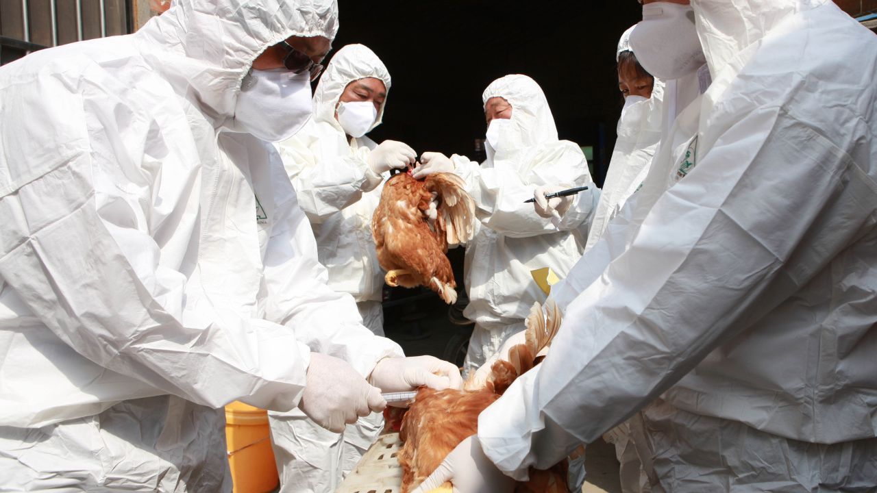 Health workers collect blood samples from chickens at a poultry farm on April 17, 2013 in Taizhou, China. 