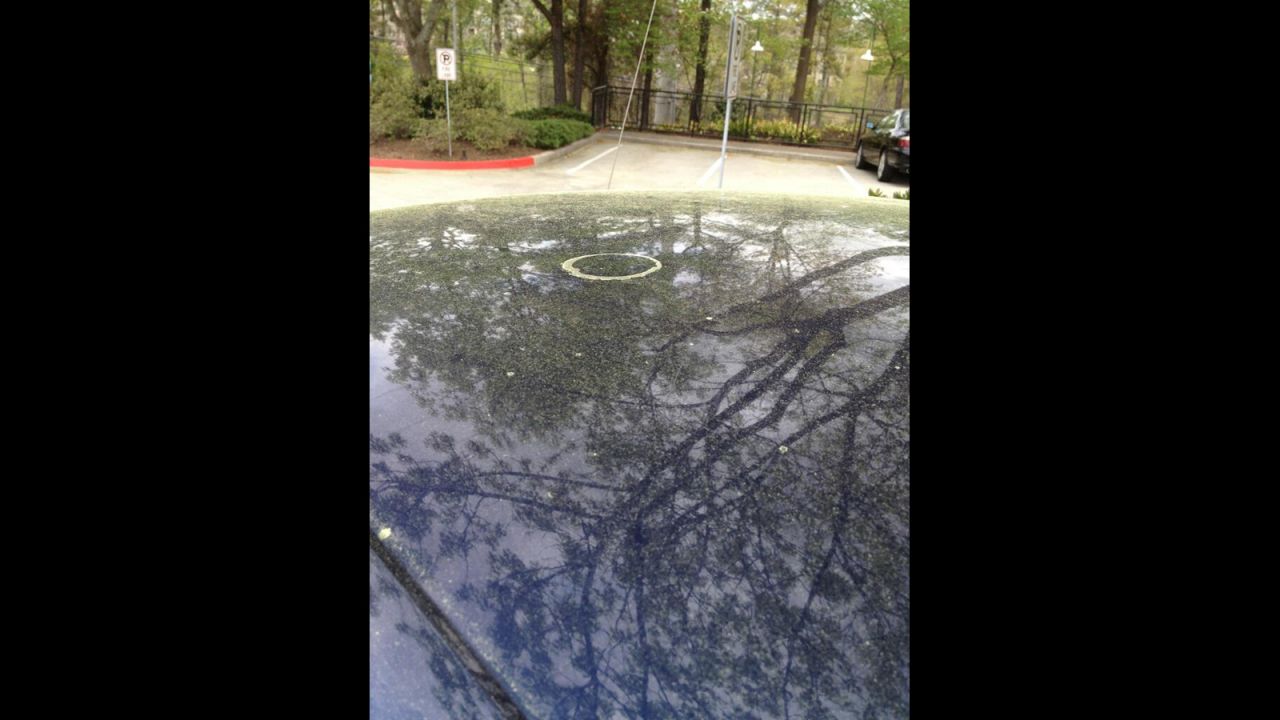 @Taversha posted this photo to Twitter on April 11 with the caption: "A cup ring of pollen!"