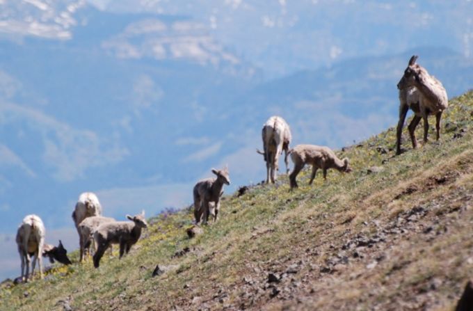 For a day in Yellowstone National Park, the Mount Washburn hike gives you the best bang for your wildlife, wildflower and scenery "buck."