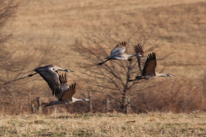 Head to Kearney, Nebraska, to see the great Sandhill Crane migration. About 500,000 of these spectacular birds make a spring pit stop here before heading north. 