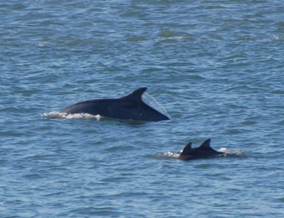 Hiking the Lands End Coastal Trail, about 15 minutes from downtown San Francisco, you'll have incredible views -- and you might spot bottlenose dolphins and their calves. 