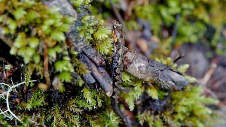 The Great Smoky Mountains are known as the salamander capital of the world, home to 30 species.