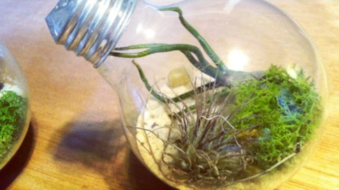 Keys says it takes a little bit of patience (and gloves, and possibly a mounting piece) to get the hang of making a <a href="http://ireport.cnn.com/docs/DOC-958666">light bulb terrarium</a>. Of the process itself, she writes: "Tap lightly with a screwdriver to break the glass holding the filament in place. Once the black glass is shattered, use tweezers or needle-nose pliers to pull the filament and glass mount outside of the light bulb. Then, pour in sand. Use chopsticks or tweezers to carefully maneuver the plants into the bulb."