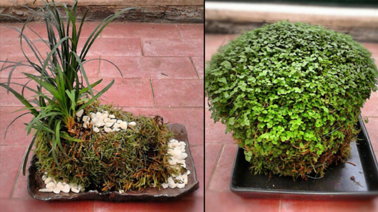 In many kokedama, plants' roots are encased in moss.
