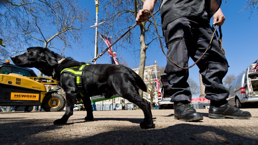A handler works with an explosive-detecting dog on The Mall in central London on April 20, 2013, on the eve of the London Marathon.