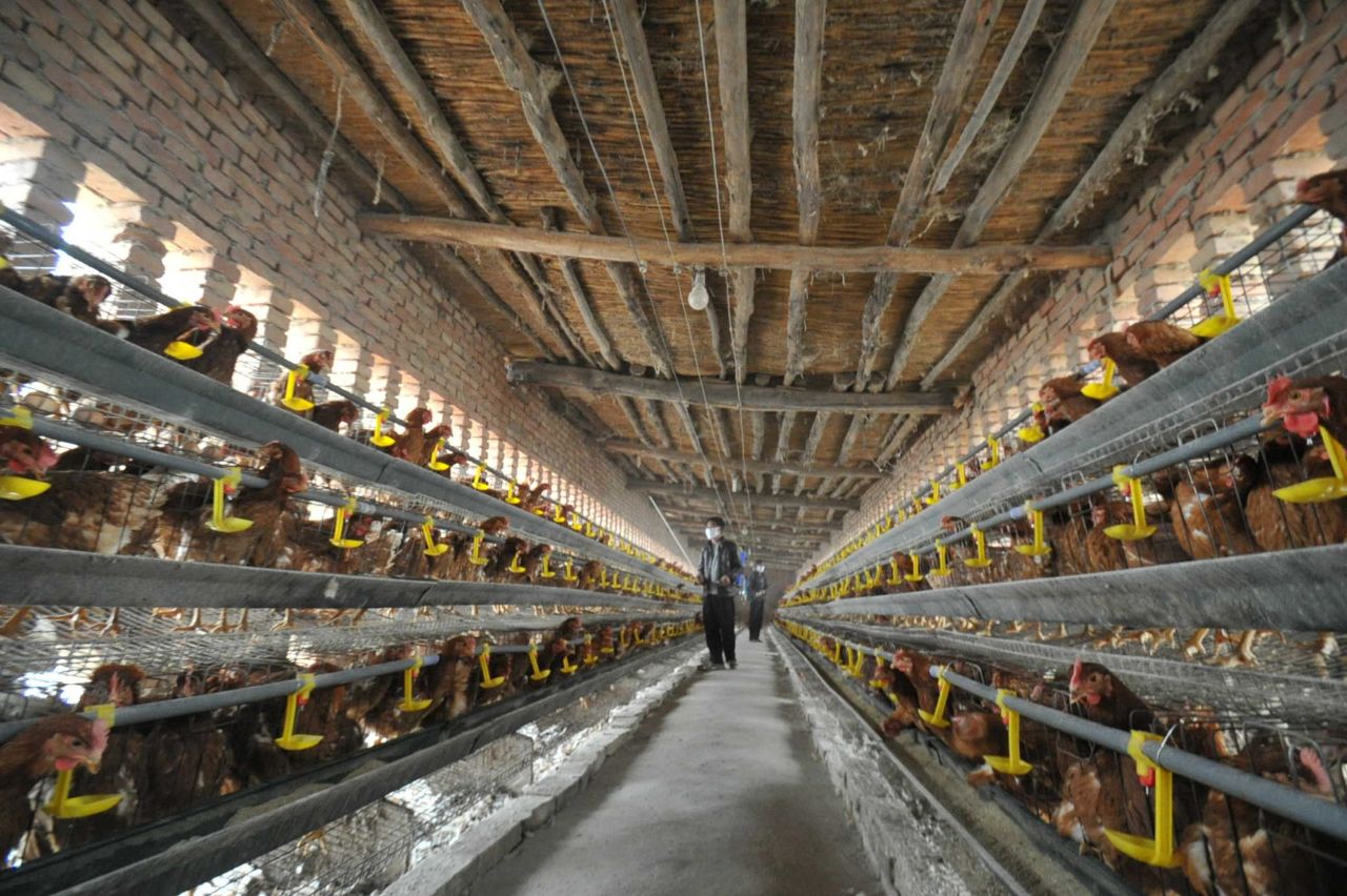 Chickens line the walls at a poultry farm on Thursday, April 18, in Yuncheng, China. 