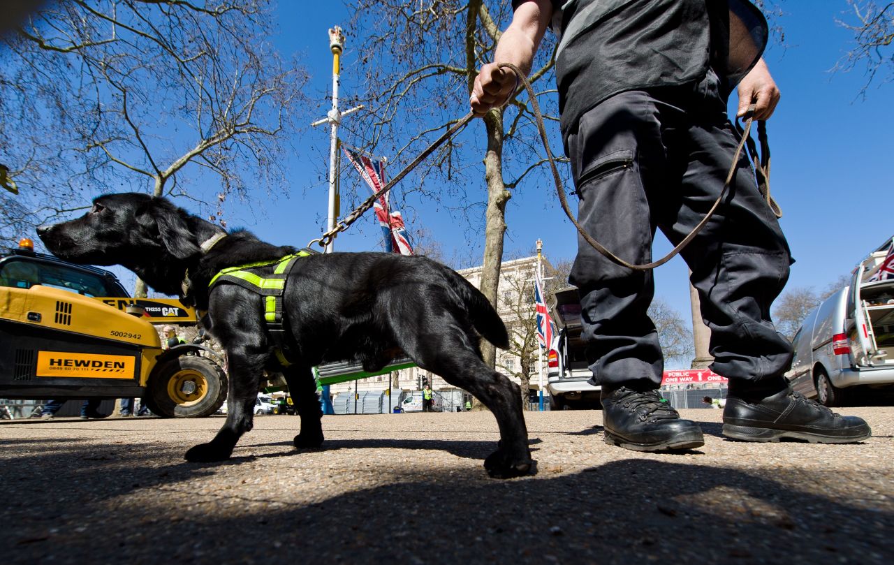 A handler works with an explosive-detecting dog on The Mall in central London on April 20, 2013, on the eve of the London Marathon. London's Metropolitan Police is putting in place hundreds more officers along the route compared with last year and search dogs to reinforce security, in a bid to reassure the 36,000 runners and tens of thousands of spectators. 