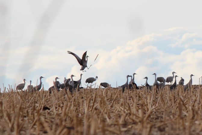 The sandhill crane spring migration, shown here in Nebraska, runs from February to April.