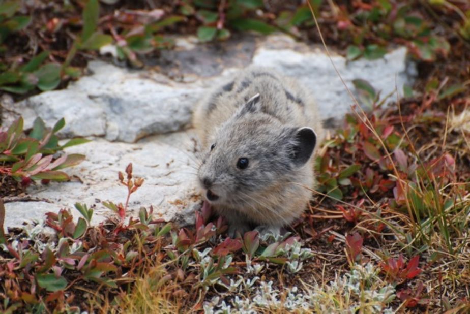 Naturalist Beth Pratt always hopes to see the pika (in the same family as the rabbit) on her annual spring hike of Gaylor Lakes trail in Yosemite.