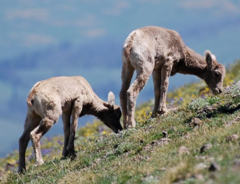 Bighorn sheep give birth to their lambs in May and June, and hikers on the Mount Washburn trail in Yellowstone can sometimes spot lambs along the way. 