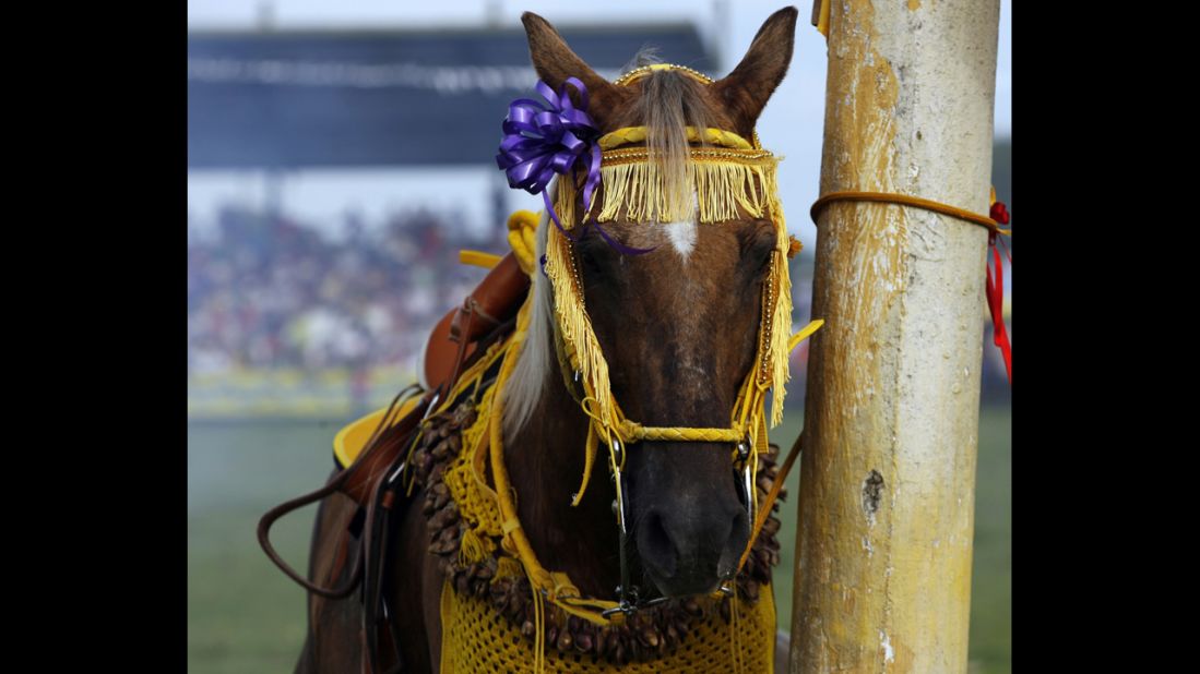 A horse is pictured during a traditional folk festival in San Martin in the province of Meta in November 2012. The annual event has at least 272 years of history and commemorates the native people's struggle for freedom against Spanish colonization.