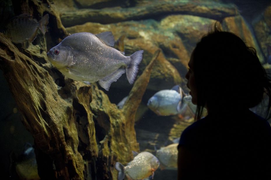 A woman visits the aquarium of Explora Park in Medellin, Colombia, in March 2013. In 2012, Medellin competed with cities including New York and Tel Aviv, to win the title of "Innovative City of the Year" from the Urban Land Institute in partnership with The Wall Street Journal and Citigroup. The city's modern transportation system, including gondolas that shuttle residents from steep mountainside neighborhoods to the city below, was cited as a key factor.