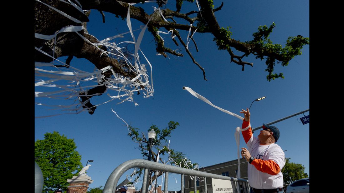 An Auburn fan rolls the tree on Saturday.
