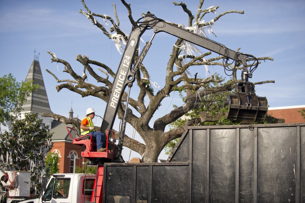 A crane is positioned to bring down the oak on Tuesday.