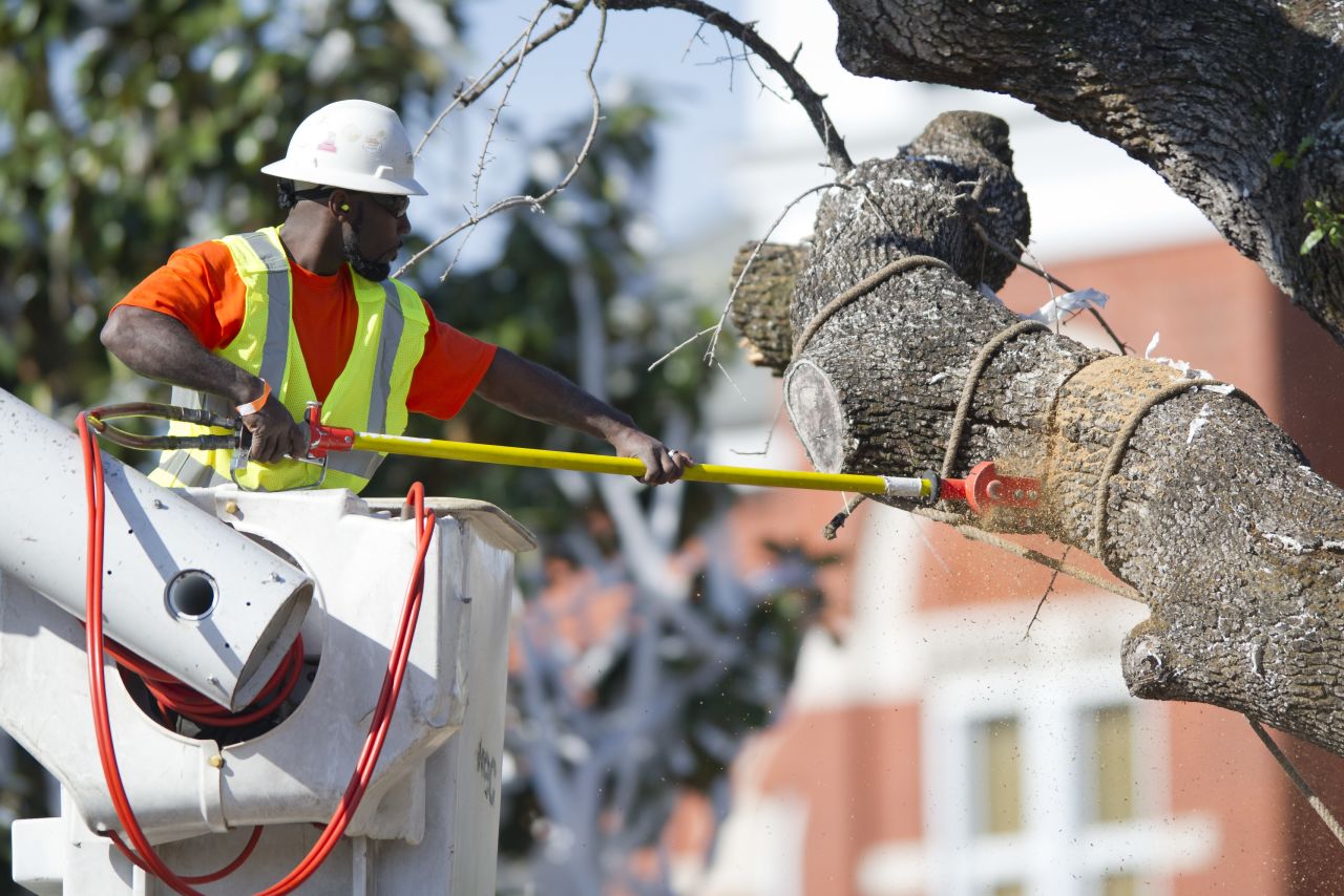 A crew member saws a branch on Tuesday.