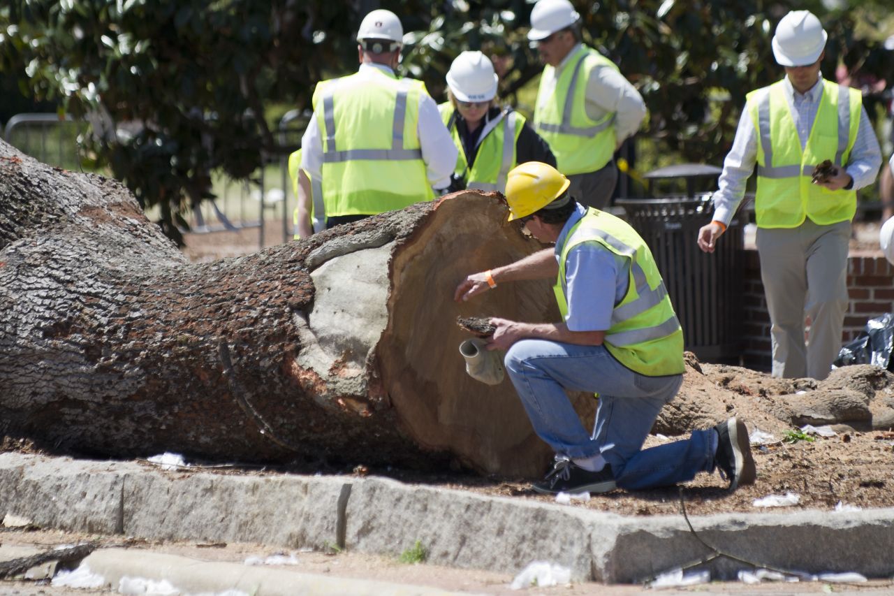 Crews remove pieces of live oaks on Tuesday, April 23, at Toomer's Corner in Auburn, Alabama. Auburn University spent two years trying to save the trees that a fan of rival Alabama poisoned in 2010. Auburn fans would roll the iconic oaks with toilet paper after big victories, and they did so for the last time on Saturday.
