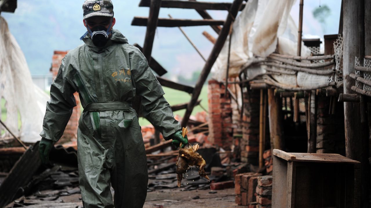 A health worker gathers dead ducks during the decontamination of a duck farm on April 24.