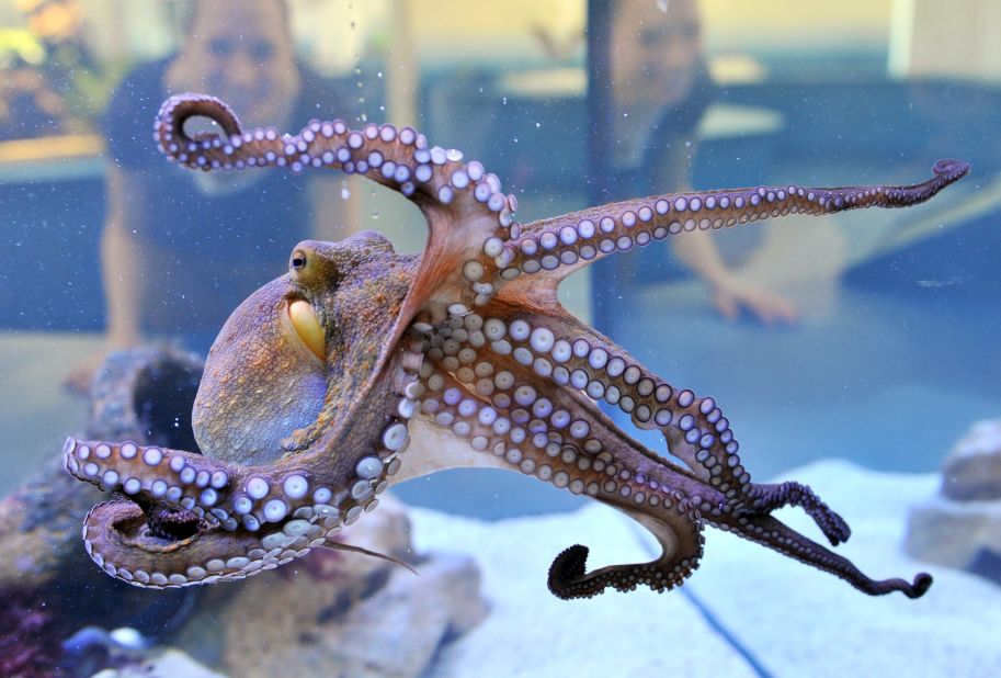 An octopus is displayed at the State Museum of Natural History in Karlsruhe, southern Germany, as part of the exhibition "Bottomless -- Through the Air and Under Water."