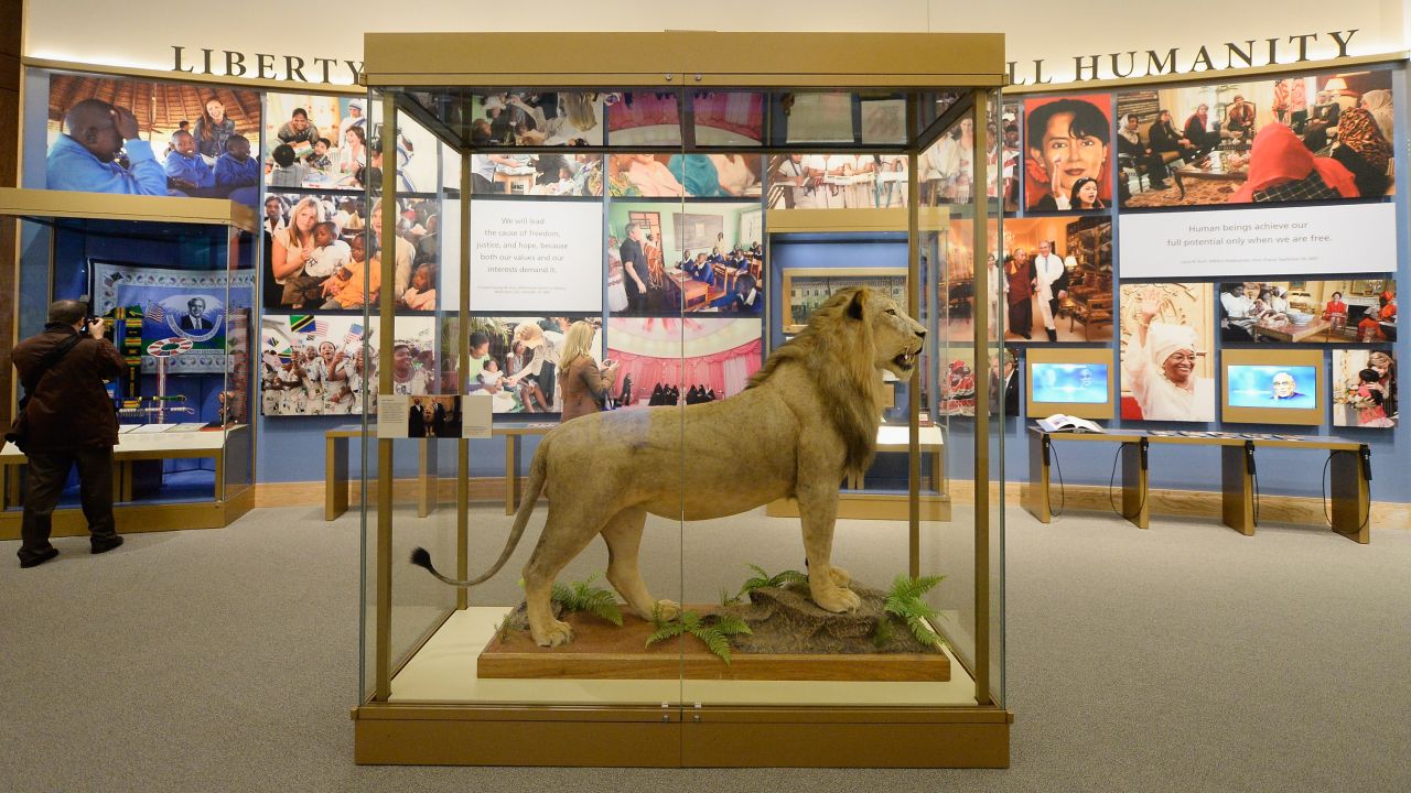 Tanzanian President Jakaya Kikwete presented this lion, here presented at the library, to George W. Bush during his trip to Africa in 2008.