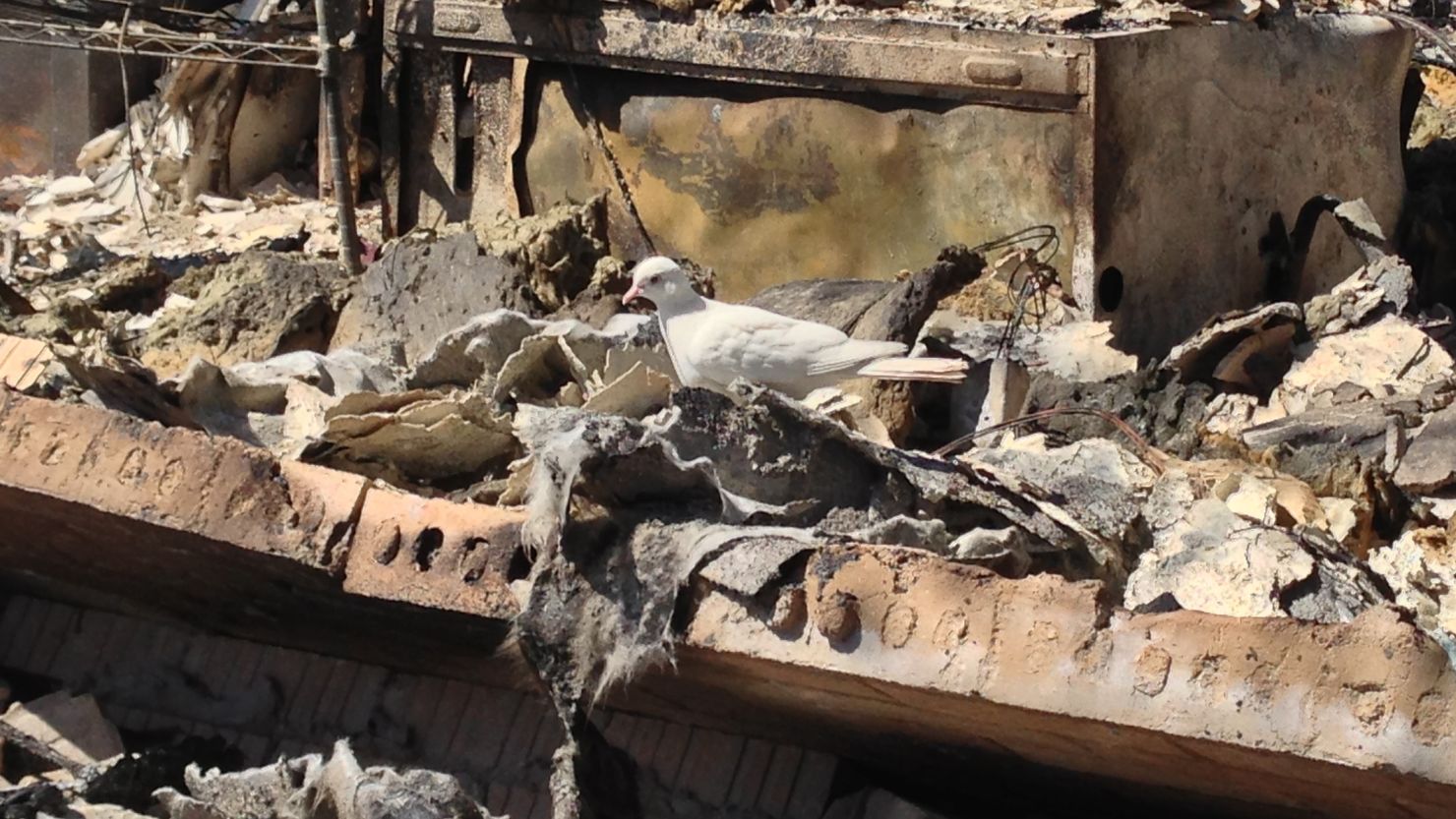 A white dove sits amid the ruins of a home destroyed by the April 17 blast at the West Fertilizer Co. in West, Texas.
