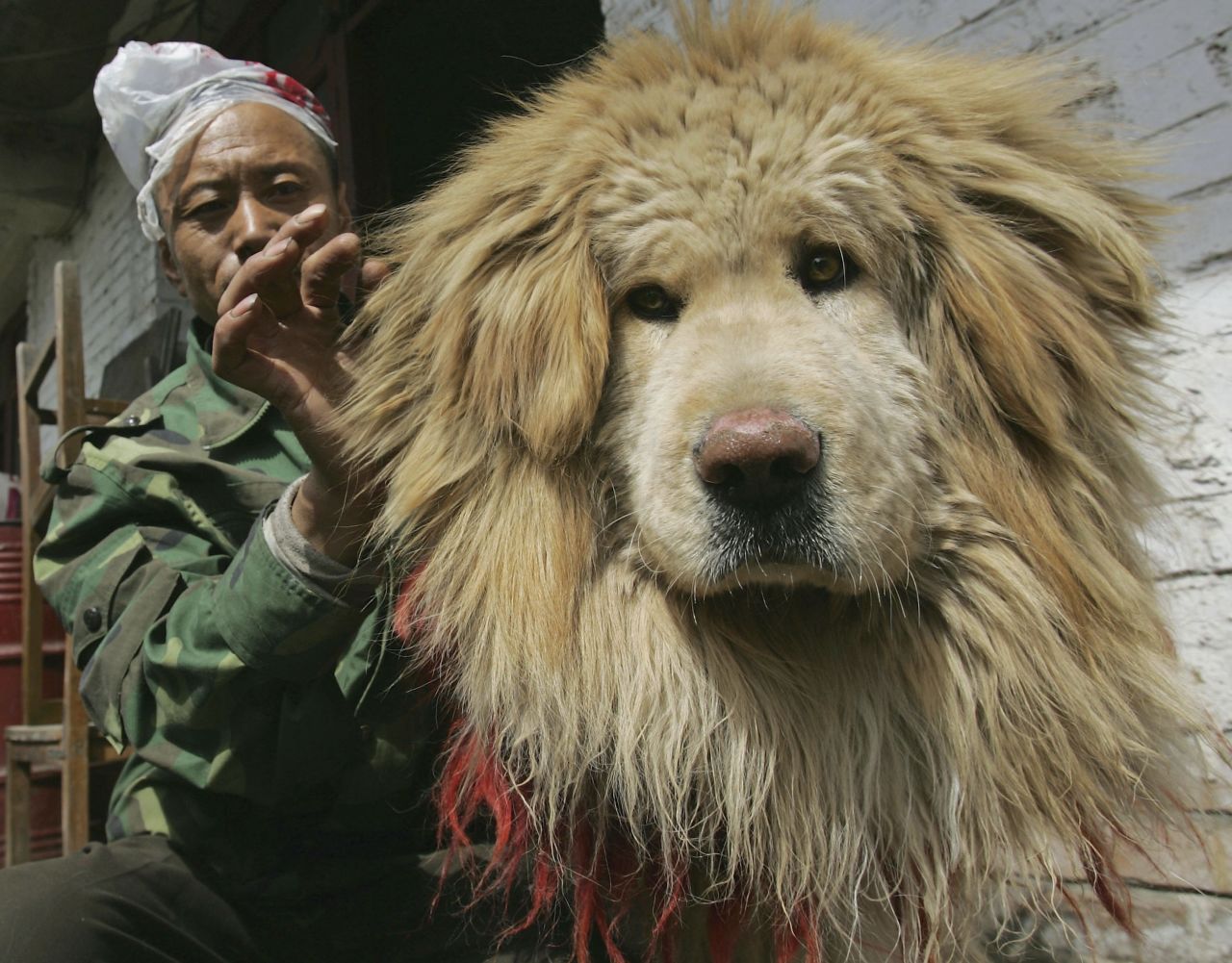 A feeder cleans the hair of a Tibetan Mastiff at Xining Purebred Tibetan Mastiff Breeding Base in Xining, Qinghai Province, China. The breed is in vogue in tropical Hong Kong even though it has been developed for temperatures the rarely rise above 10C. 