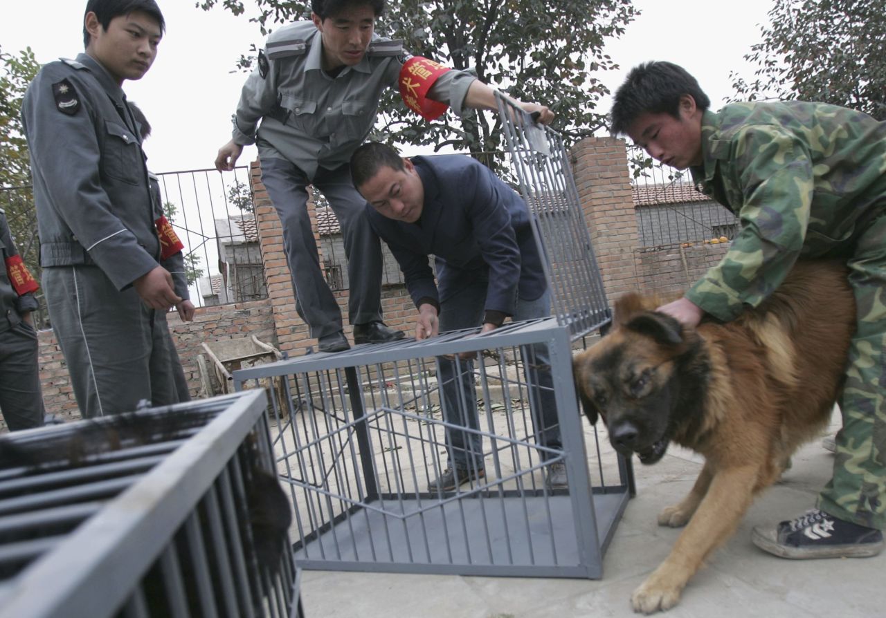 Security guards try to put a Tibetan Mastiff into a cage at an illegal breed farm in Beijing, China. Regulations restricting the size of dogs people could keep in Chinese cities were introduced following an outbreak of rabies in 2006 in which more than 300 people died.