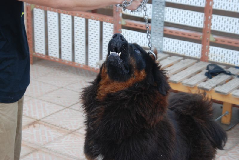 Tibetan mastiff big sales dogs