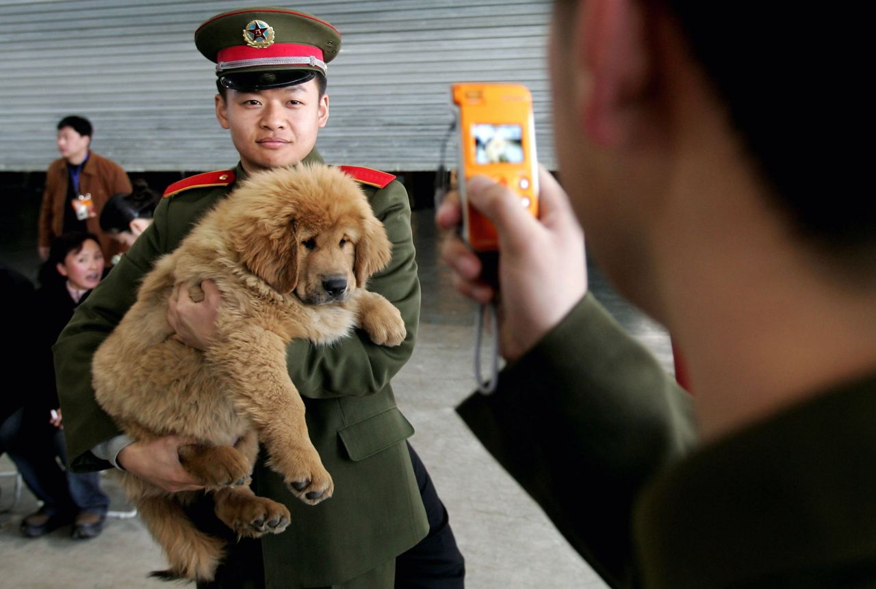 A Chinese soldier poses a photo with a Tibetan Mastiff at a Tibetan Mastiff  in Longfang, some 100 kilometers southeast of Beijing, China. While the breed is becoming popular in cities, it is regarded as a 'primitive' breed; closer in its gene stock to wolves than domestic canines.