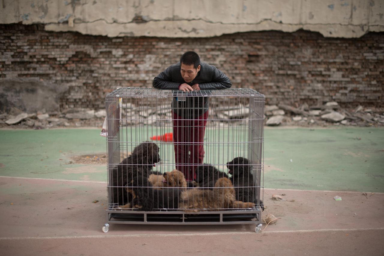 A vendor stands with his Tibetan mastiff puppies displayed for sale at a mastiff show in Baoding, Hebei province, south of Beijing. Hong Kong has strict laws on the importation of dogs from mainland China, requiring four months quarantine.